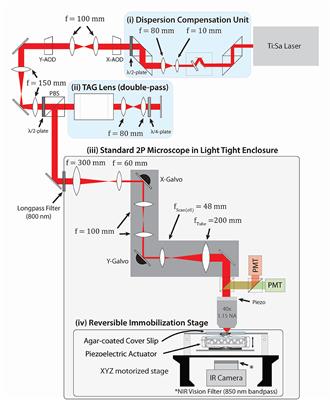 Multi-neuronal recording in unrestrained animals with all acousto-optic random-access line-scanning two-photon microscopy